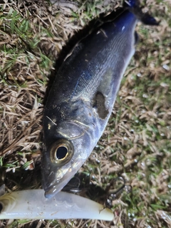 セイゴ（タイリクスズキ）の釣果