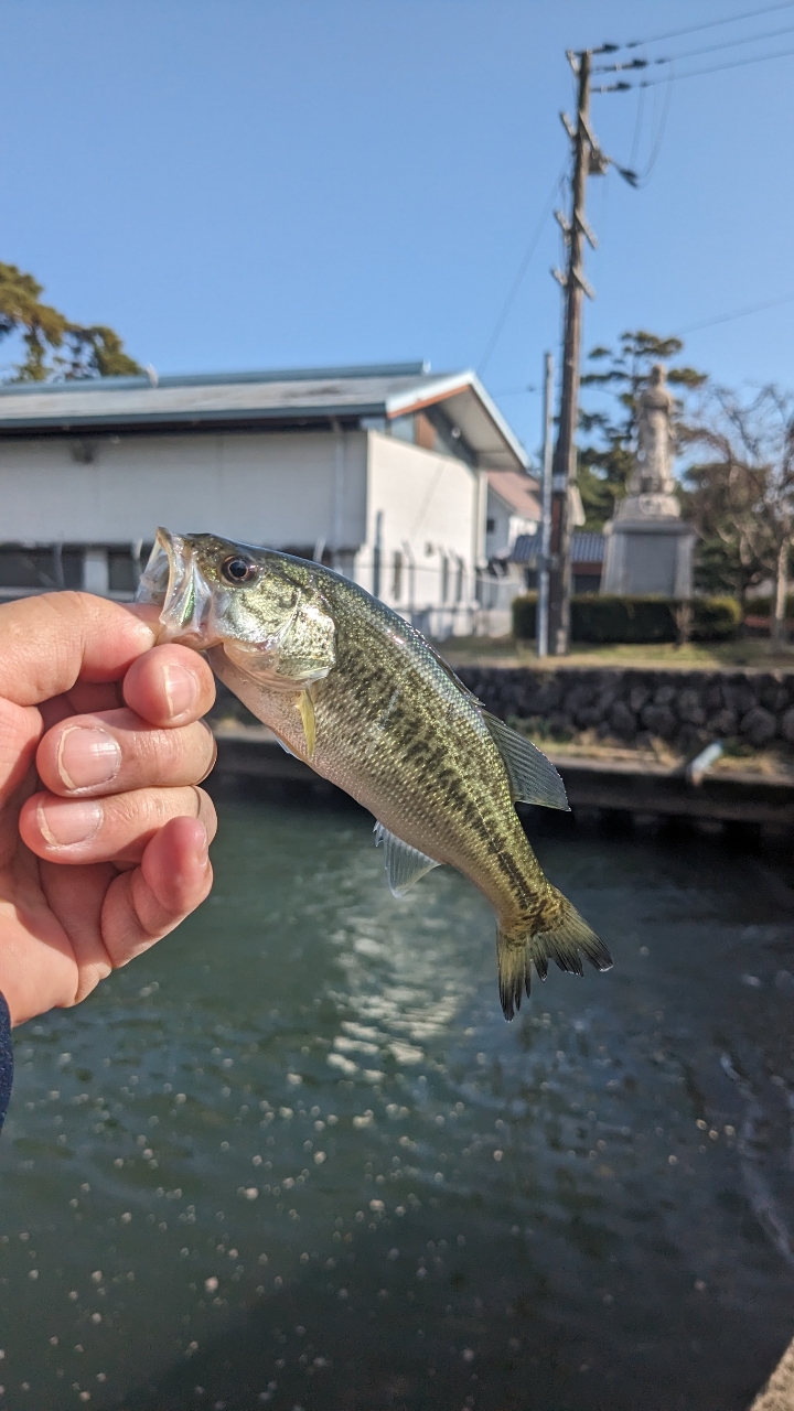 ブラックバス