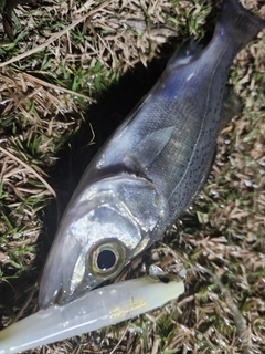 セイゴ（タイリクスズキ）の釣果