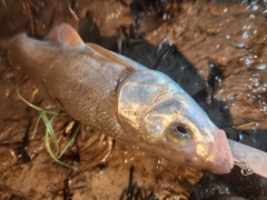 ウグイの釣果