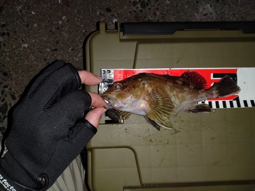 カサゴの釣果