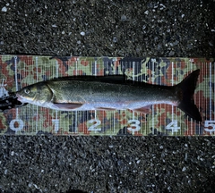 ウグイの釣果