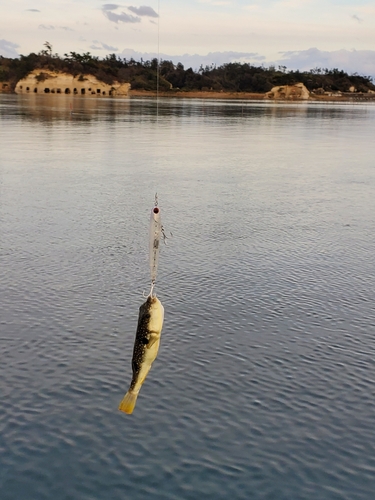 フグの釣果