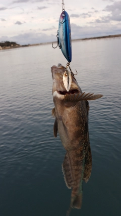 アイナメの釣果