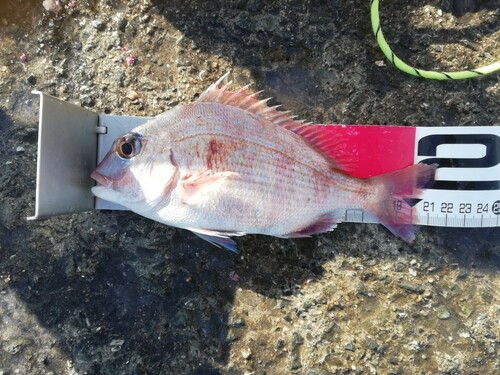 マダイの釣果