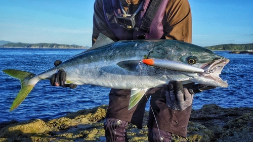 ブリの釣果