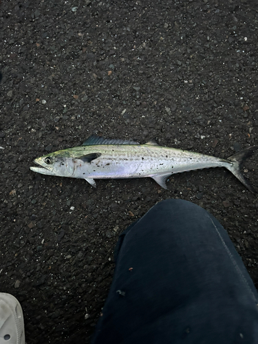 サゴシの釣果