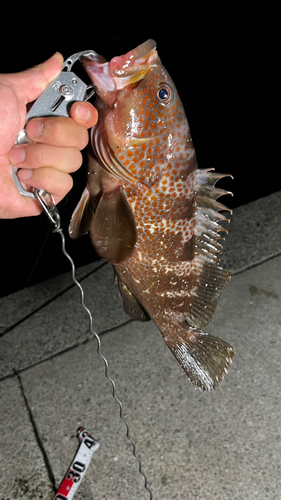 アコウの釣果