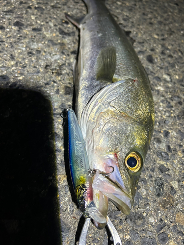 シーバスの釣果