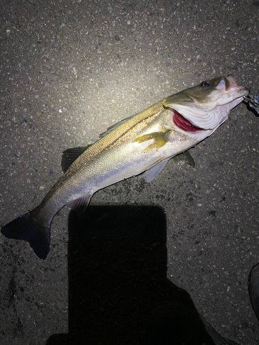 シーバスの釣果