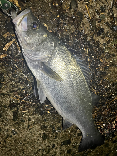 ヒラスズキの釣果