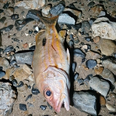 クロホシフエダイの釣果