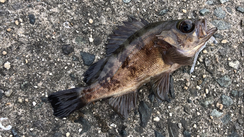 メバルの釣果