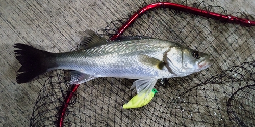 セイゴ（マルスズキ）の釣果