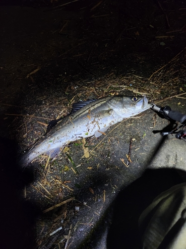 スズキの釣果