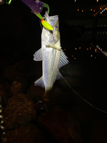 シーバスの釣果