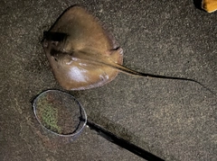 アカエイの釣果