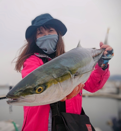 ブリの釣果