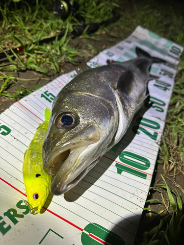 シーバスの釣果