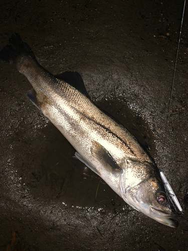 マルスズキの釣果