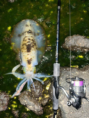 アオリイカの釣果