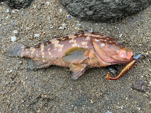 アコウの釣果