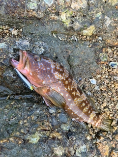 アコウの釣果