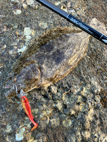 ヒラメの釣果