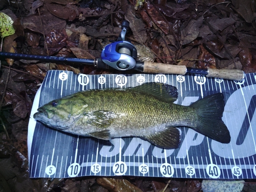 スモールマウスバスの釣果