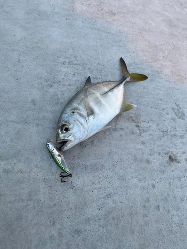 メッキの釣果