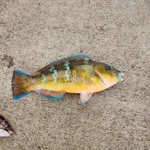 ブダイの釣果