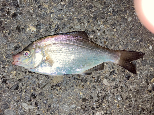 アオタナゴの釣果