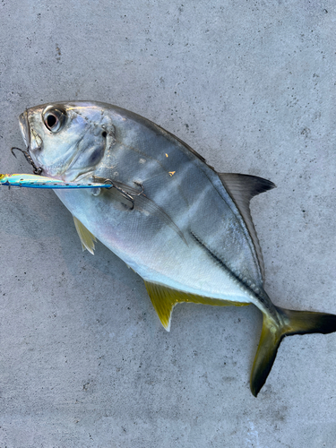 メッキの釣果