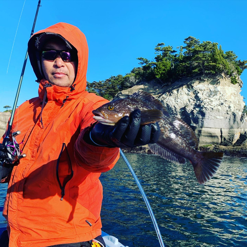 アイナメの釣果