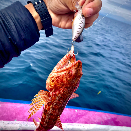 エソの釣果