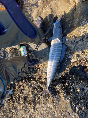 カマスサワラの釣果