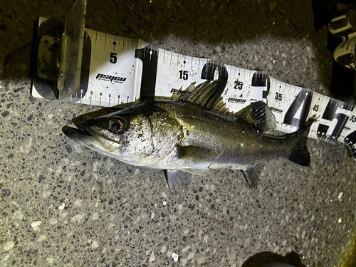 シーバスの釣果