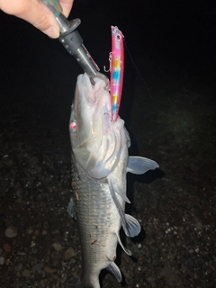 ニゴイの釣果