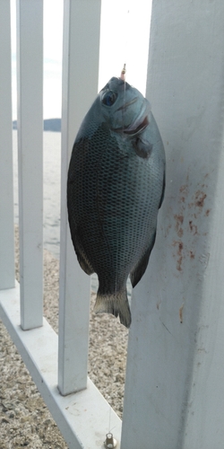 メジナの釣果