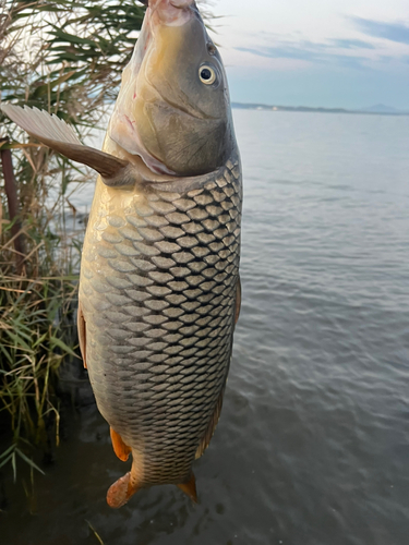 コイの釣果