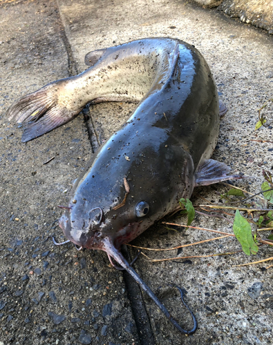 アメリカナマズの釣果