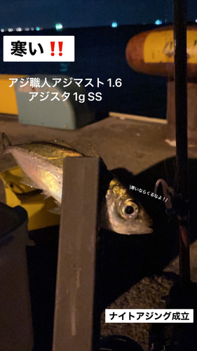 アジの釣果