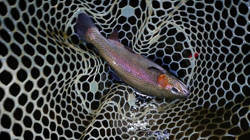 ニジマスの釣果