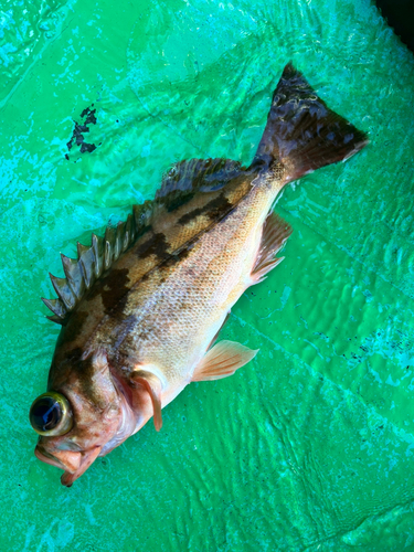 ウスメバルの釣果