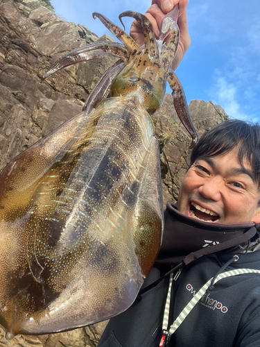 アオリイカの釣果