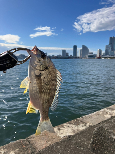 キビレの釣果