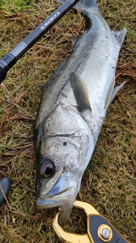 釣果