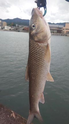 ニゴイの釣果