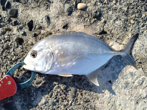 ロウニンアジの釣果