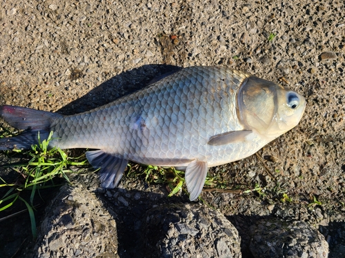 ヘラブナの釣果